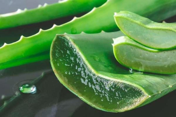 Aloe vera 2