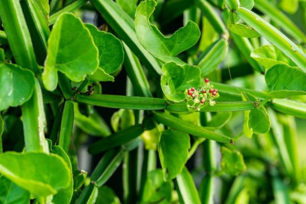 Cissus quadrangularis vigne de laitier