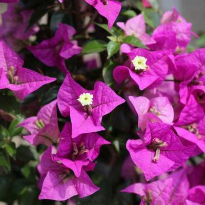 Bougainvillea stems against hepatitis