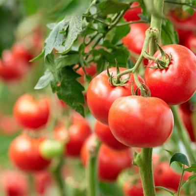 Tomatoes against hepatitis